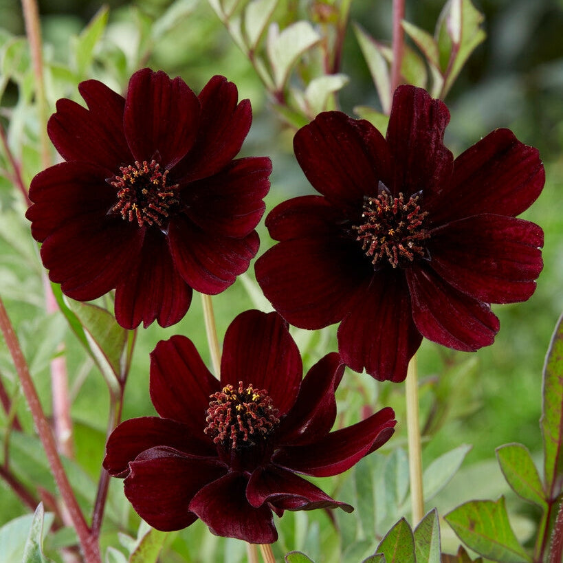 Sjokoladeblomst (Chokoladeblomma) - Cosmos Atrosanguineus 1-pakning